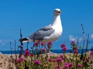 Sky, Flowers, seagull, Stones