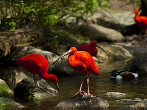 Stones, ibises, water