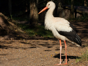 Bird, trees, viewes, stork