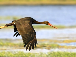 stork, flight, Black
