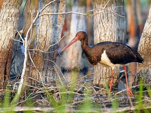 stork, Black