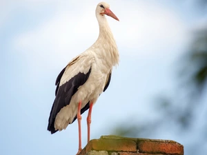 stork, chimney