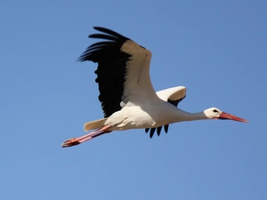 stork, flight