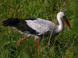 stork, grass