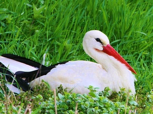 stork, grass