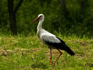 stork, grass