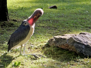 stork, marabou