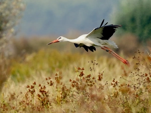stork, Meadow