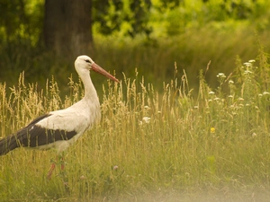 stork, summer, Meadow
