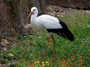 stork, Meadow