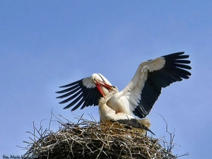 Stork, nest