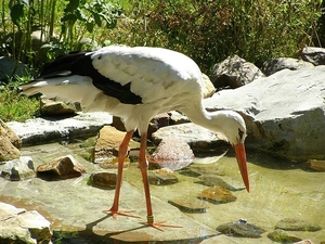 stork, rocks