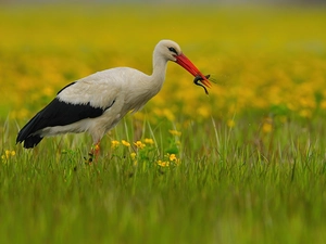 stork, VEGETATION