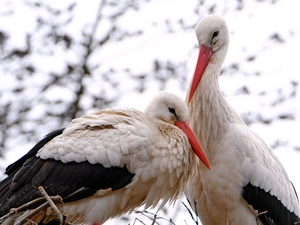 couple, Two cars, Storks