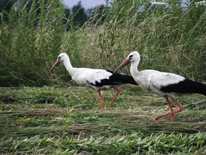 Storks, grass