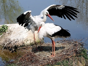Storks, nest