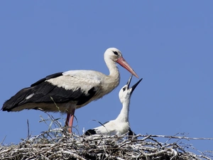 Storks, nest