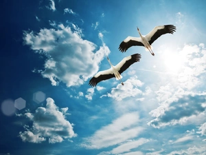 Storks, Sky