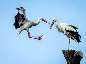 trunk, Two cars, Storks