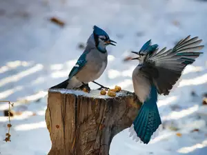 stump, Two, Cyanocitta