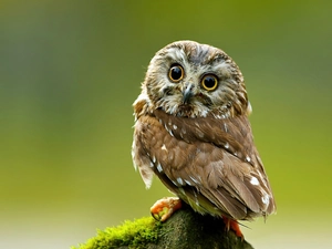 mossy, young, owl, stump