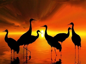 Setting Sun, birds, cranes, silhouettes