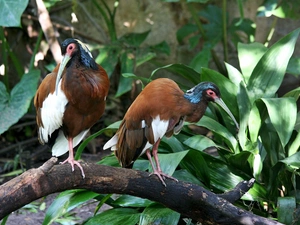 VEGETATION, Przebijające, luminosity, ligh, flash, Malagasy, ibises, sun