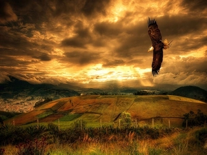 west, field, eagle, sun