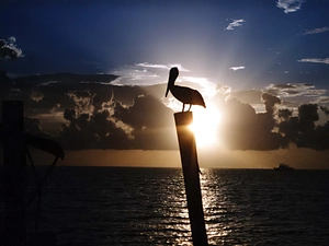 west, sea, pelican, sun