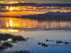 west, ducks, water, sun