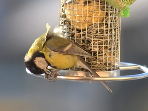 tit, sunflower, Bird feeder, seed