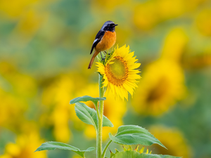 Bird, Colourfull Flowers, Sunflower, Redstart Chinese