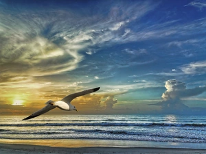 Sunrise, seagull, sea