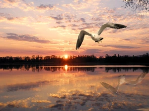 Great Sunsets, seagull, reflection, lake