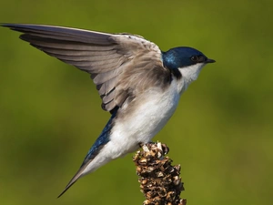 swallow
