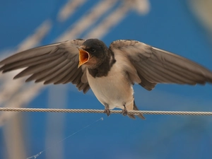 young, open, nose, swallow
