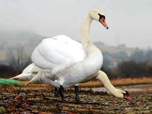 Swan