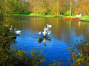 Park, Swan, autumn, Pond - car