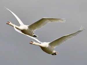 Swan, flight