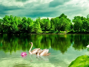 lake, trees, viewes, Swan