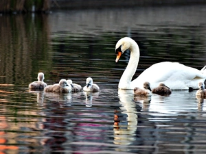 Swan, lake