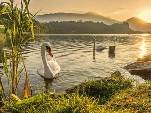 Swan, Two cars, lake, Sunrise, trees, viewes, cane, Mountains, grass