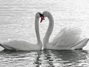 water, Two cars, Swan