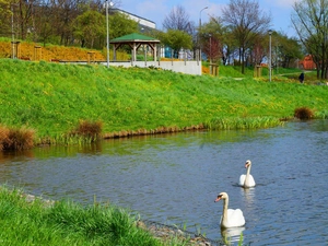 White, Swan, water, birds, lake