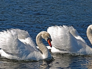 Swan