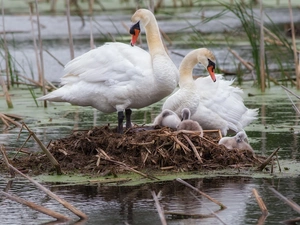 Steam, young, nest, swanlike
