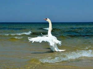 Swans, sea, Beaches