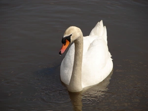 Swans, Pond - car