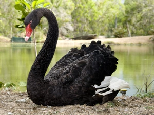 Pond - car, Black, Swans