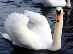 Swans, water